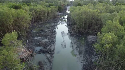 Mangrove tree is cut down Stock Footage 159721080