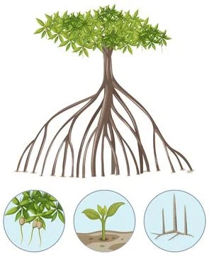 Mangrove tree with elements isolated on white background Stock Illustration