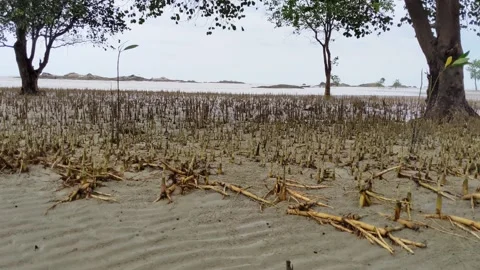 Mangrove tree with exposed roots against beach background. 스톡 동영상 297874837