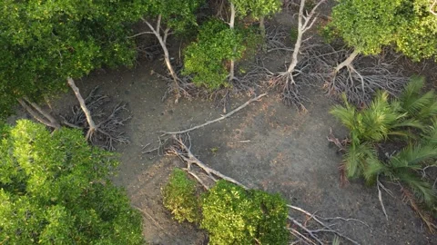 Mangrove tree fall down in forest Stock Footage 149192931