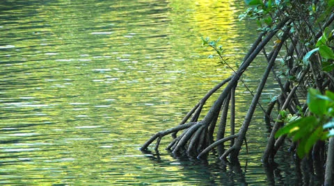 Mangrove tree Stock Footage 23499717