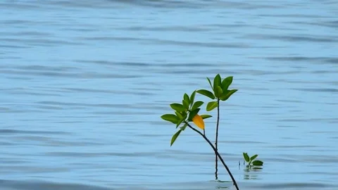 Mangrove Tree Stock Footage 119068739