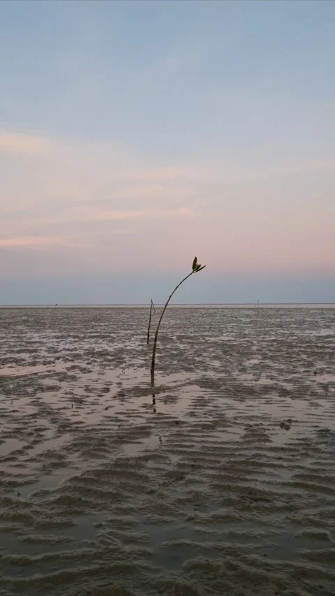 Mangrove tree Stock Footage 277936393