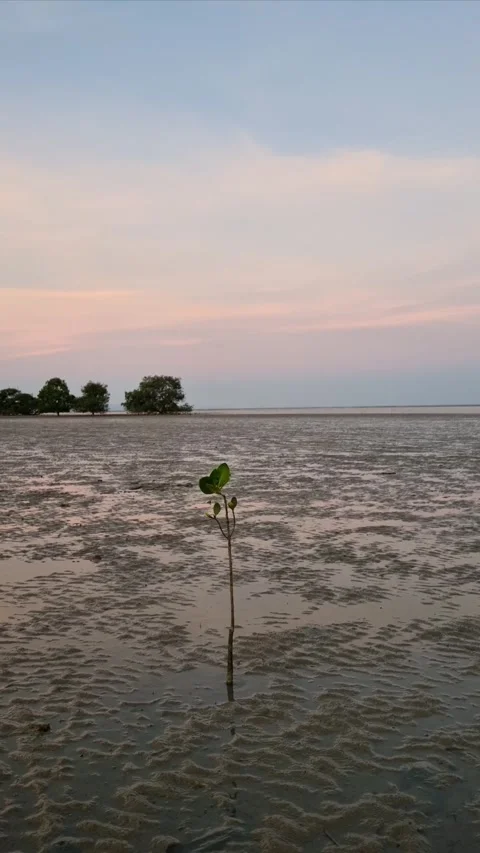 Mangrove tree Stock Footage 277936394