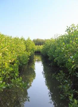 Mangrove tree forest Stock Photos