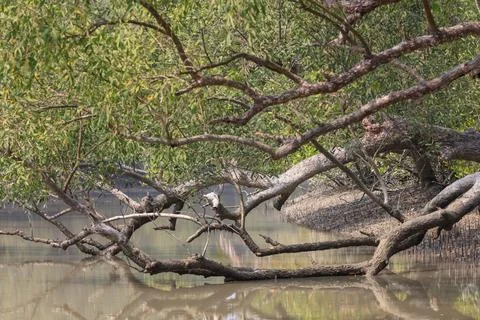 Mangrove tree in the forest. Stock Photos