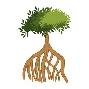 Mangrove tree green foliage Stock Illustration