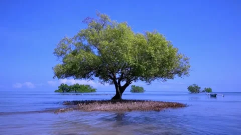 A mangrove tree grows in coastal saline. Stock Footage 241871684