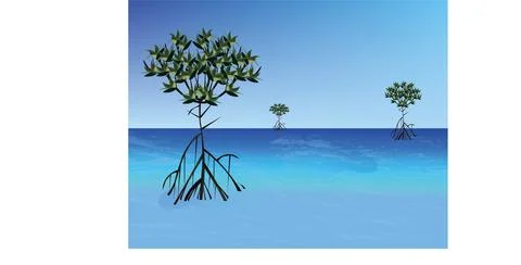 Mangrove tree Stock Illustration