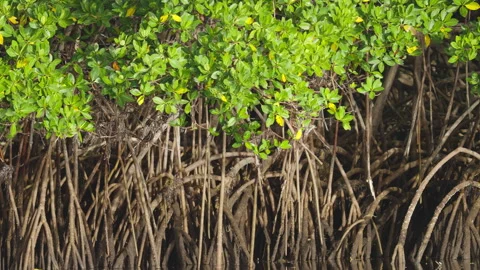 Mangrove Tree Island Prop Roots Pan Stock Footage 320556373