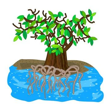 Mangrove tree isolated on white background. Tropical tree on the beach. Illustrazione stock