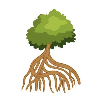 Mangrove tree with large roots Stock Illustration