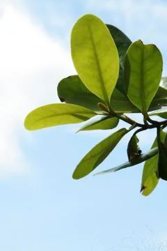Mangrove tree leaf Stock Photos