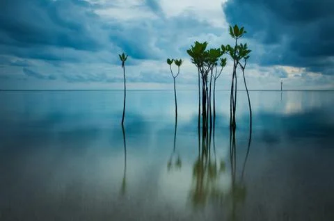 Mangrove tree long exposure photo Stock Photos