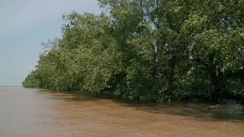 Mangrove Tree at Mekong River 動画素材 108111115