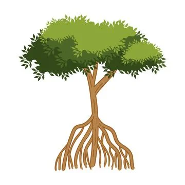 Mangrove tree nature with roots Stock Illustration