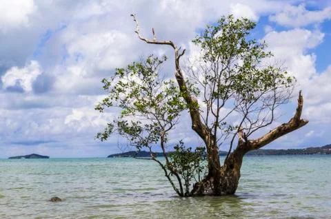 Mangrove tree Stock Photos