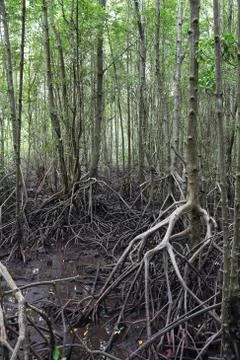 Mangrove tree Foto stock