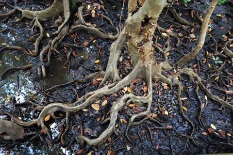 Mangrove tree Stock Photos