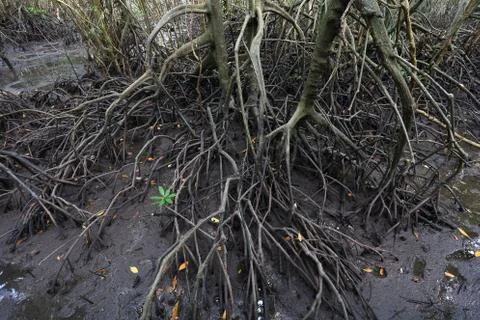 Mangrove tree Stock Photos