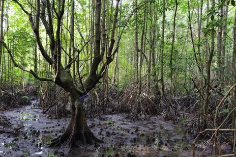 Mangrove tree Stock Photos