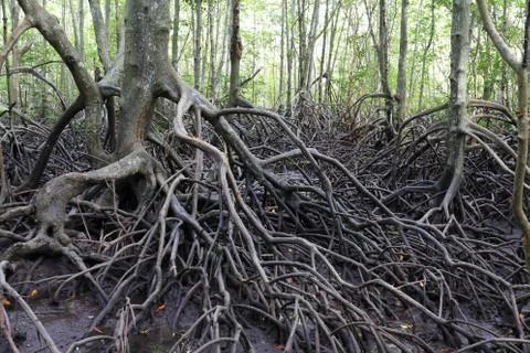 Mangrove tree Stock Photos