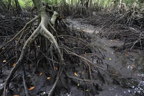 Mangrove tree Stock Photos