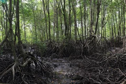 Mangrove tree Stock Photos