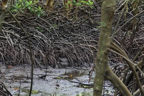 Mangrove tree Stock Photos