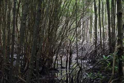Mangrove tree Stock Photos