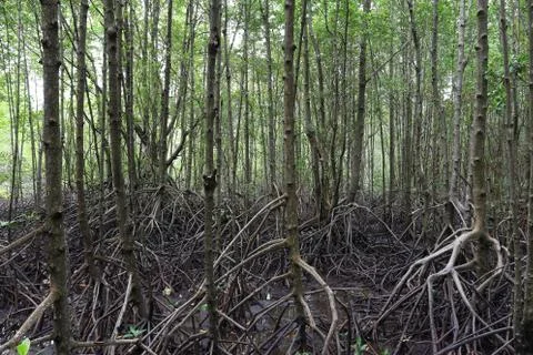 Mangrove tree Stock Photos
