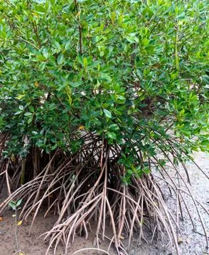 Mangrove tree Stock Photos