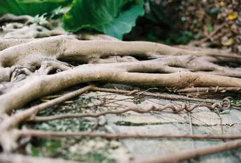 Mangrove tree Stock Photos