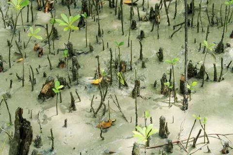 Mangrove tree 스톡 사진