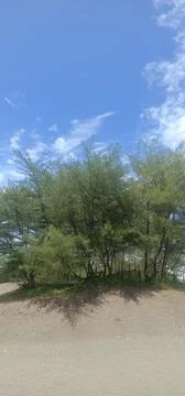 Mangrove tree Stock Photos