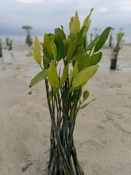 Mangrove tree Stock Photos