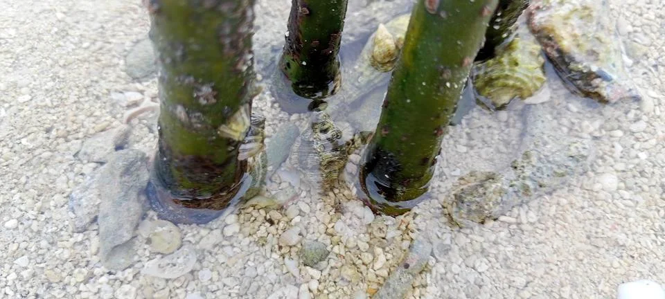 Mangrove tree Stock Photos