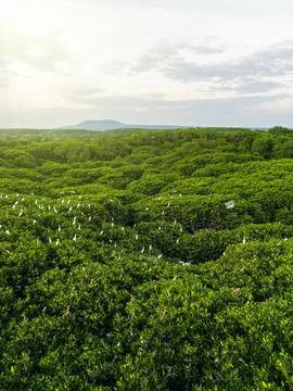 Mangrove Tree Stock Photos