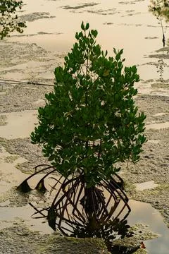 A mangrove tree. 스톡 사진