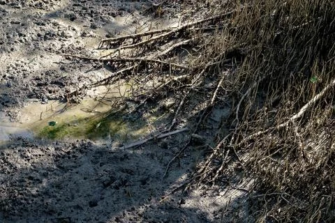 Mangrove tree prop roots spreading across low tide coastal mudflat Stock Photos