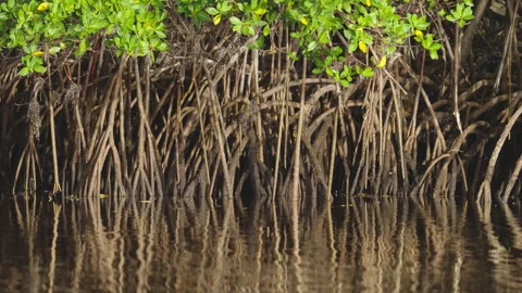 Mangrove Tree Prop Roots in Water with Birds Flying By Stock Footage 320459983