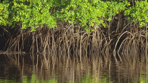 Mangrove Tree Prop Roots in Water Stock Footage 320556243