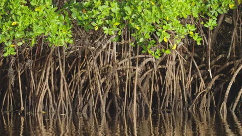 Mangrove Tree Prop Roots in Water 2 Stock Footage 320557176
