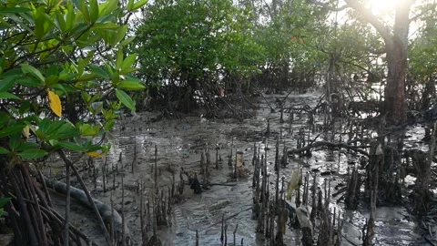 Mangrove tree with respiratory roots. Stock Footage 295466683