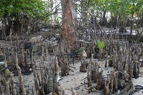 Mangrove tree with respiratory roots. Stock Photos