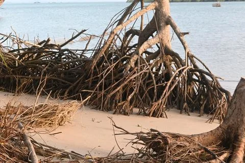 Mangrove tree with respiratory roots. Stock Photos