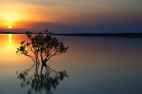 Mangrove tree in the river at sunset Foto stock