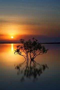 Mangrove tree in the river at sunset. Stock Photos