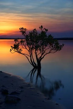 Mangrove tree in the river at sunset Stock Photos