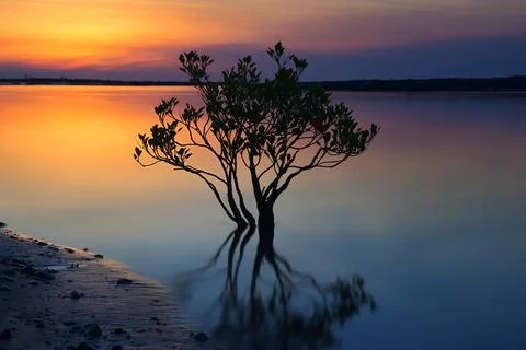 Mangrove tree in the river at sunset Stock Photos